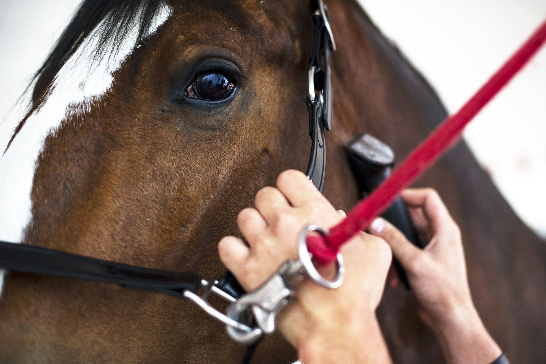 Budweiser Clydesdales 03